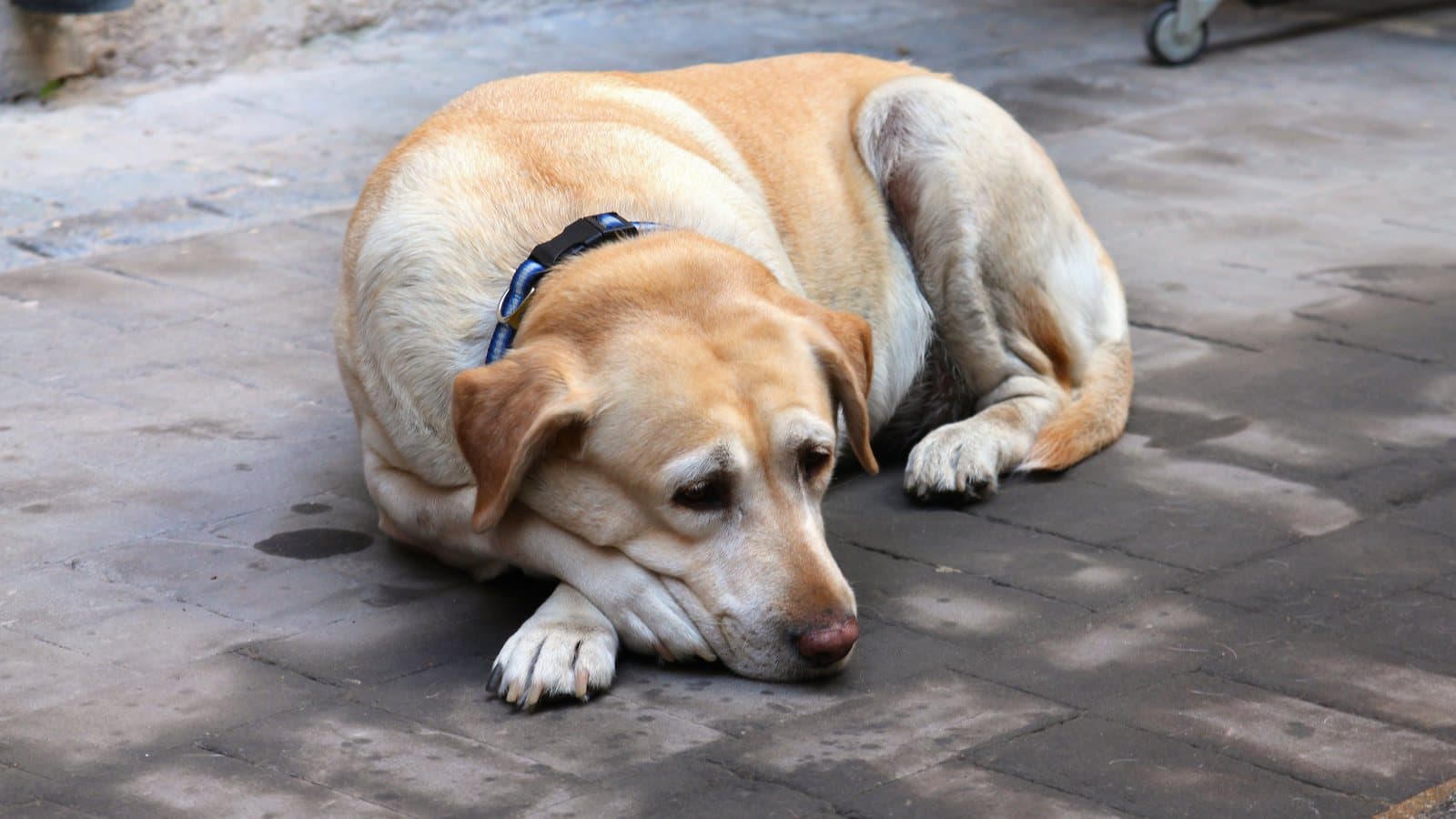 Osteoarthrose beim Hund: Schmerzen erkennen und Librela sinnvoll einsetzen