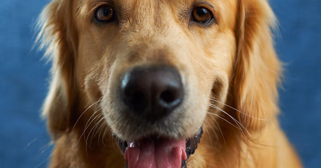 Zahngesundheit beim Hund: Worauf Sie achten sollten