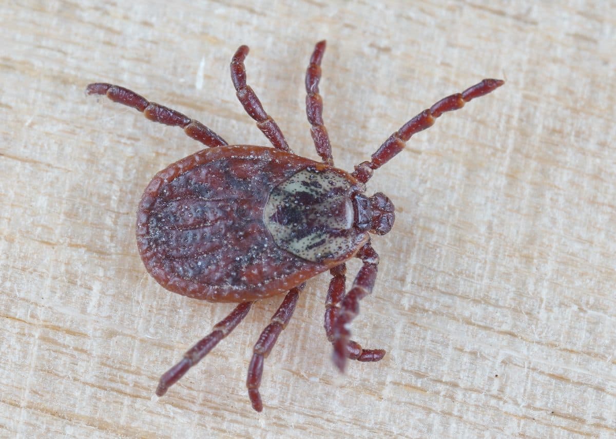 Auwaldzecke (Dermacentor reticulatus)