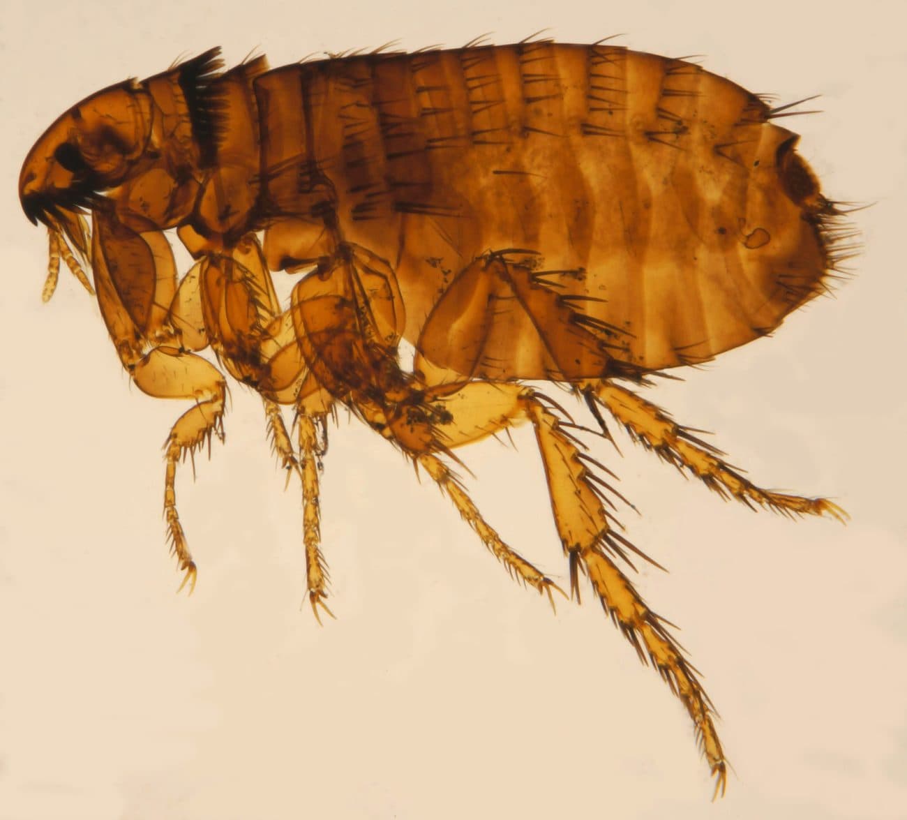 Katzenfloh (Ctenocephalides felis), seitliche Ansicht