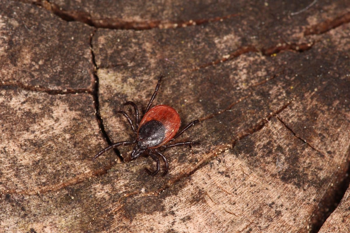 Gemeiner Holzbock (Ixodes ricinus)