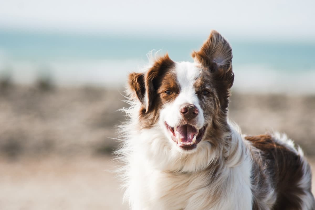 Zahnheilkunde für Hunde und Katzen