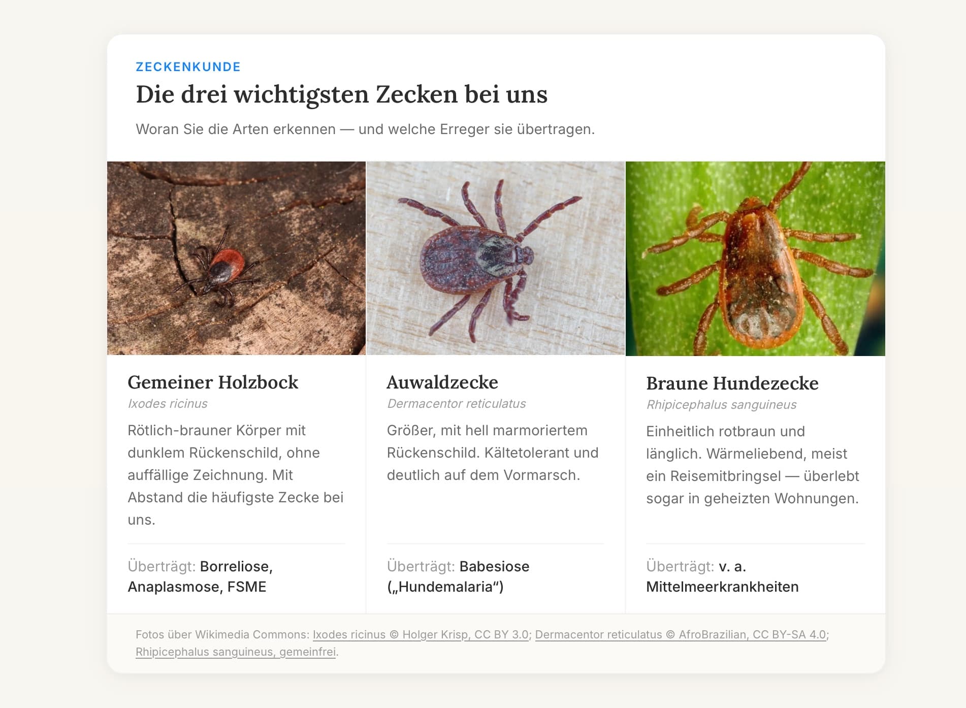 Zecken, Flöhe & Co.: So schützen Sie Ihr Tier im Frühling