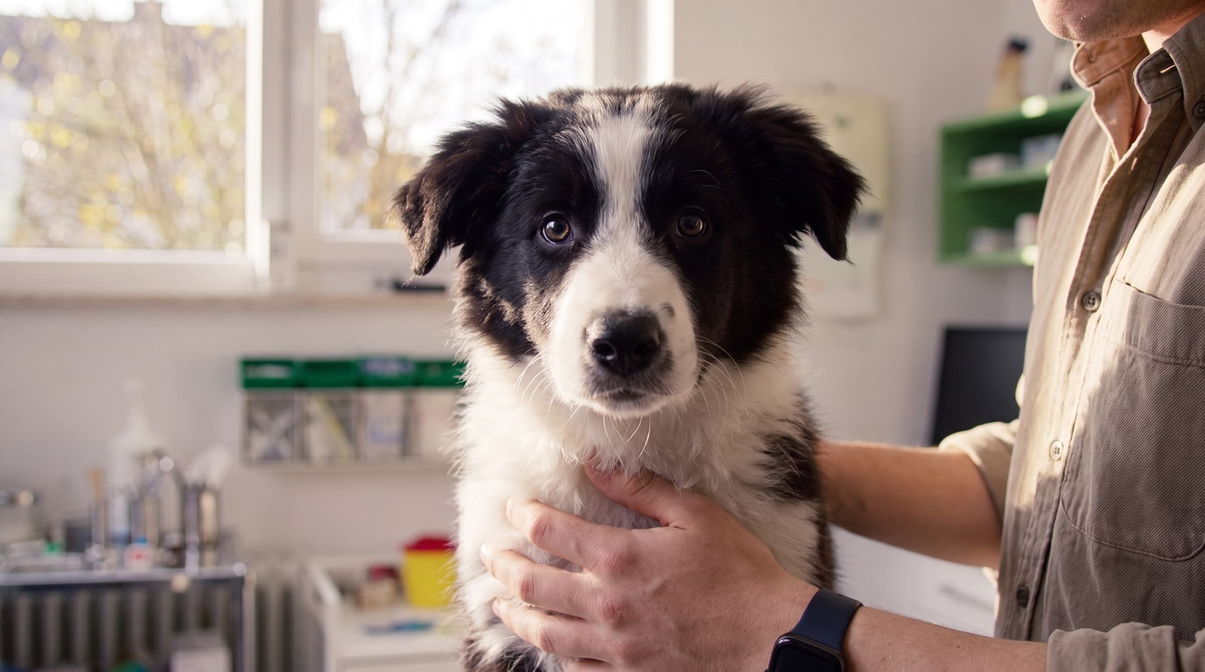 Juckreiz beim Hund: Parasiten, Allergie oder Hautinfektion?