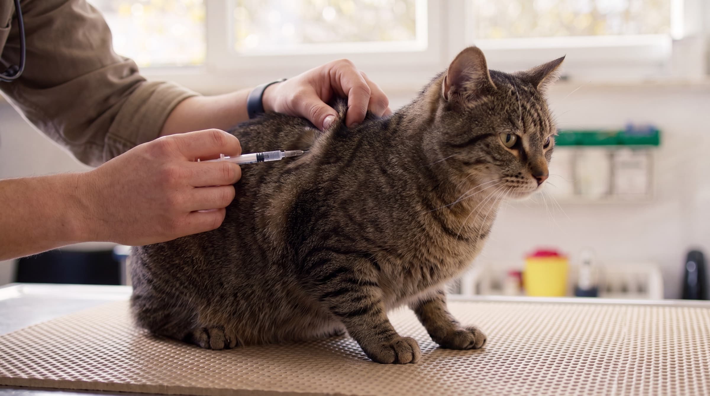Impfungen bei Hund und Katze: So entsteht ein individueller Impfplan